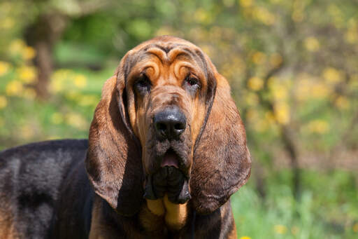 A close up of a bloodhound's incredible, long ears
