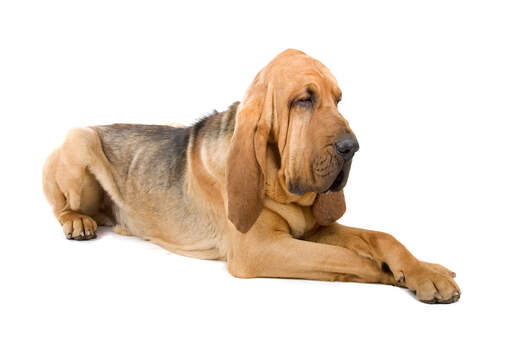 Adult bloodhound store