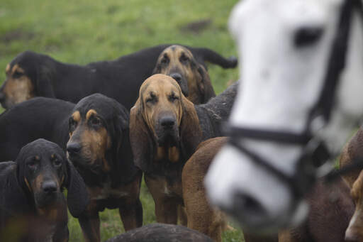 A pack of bloodhounds out on a hunt with the horses