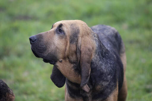 A wonderful adult bloodhound's thick and healthy coat