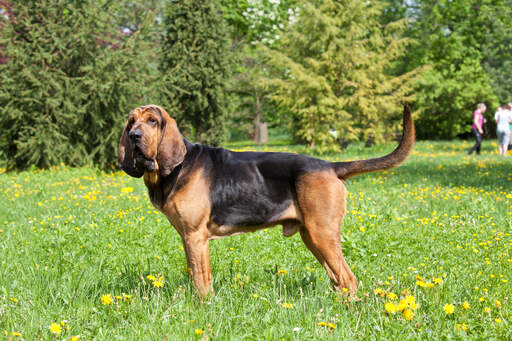 Bloodhound Dogs Dog Breeds
