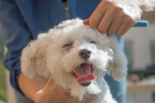 A happy bolognese having his hair done