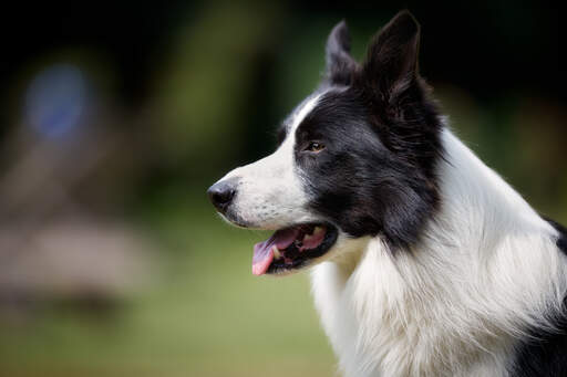 A close up of a black and white border collie's beutiful long nose and attentive ears