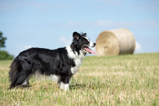 An adult border collie showing off it's nimble physique