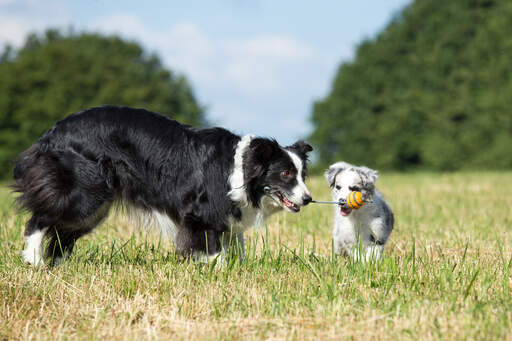 An adult border collie teaching a puppy how to play