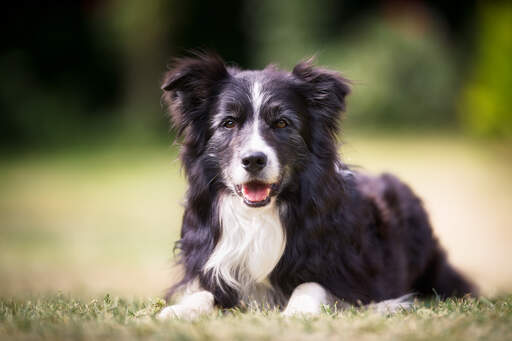Cavalier king charles spaniel border sale collie mix