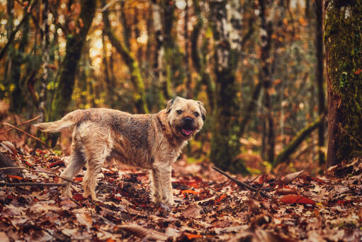A border terrier amongst the leaves, with a beautiful thick, wiry coat