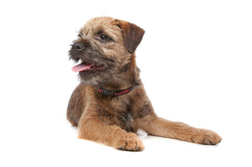 A young adult border terrier with a slightly longer wiry coat