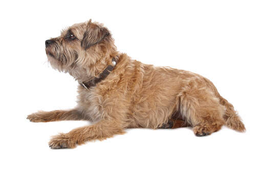 An adult border terrier with a long and thick coat