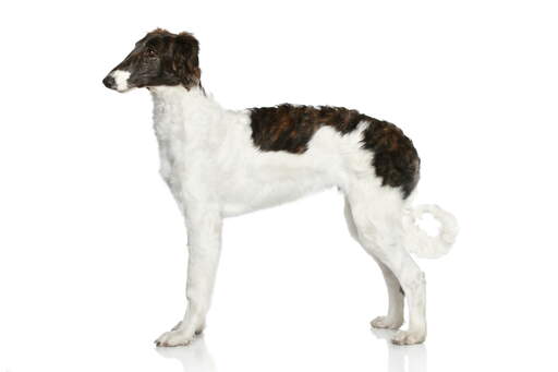 A maturing borzoi puppy standing strong