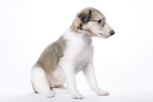 A very young and healthy borzoi puppy