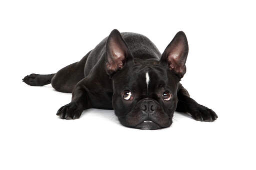 A black, male boston terrier puppy with his ears alert