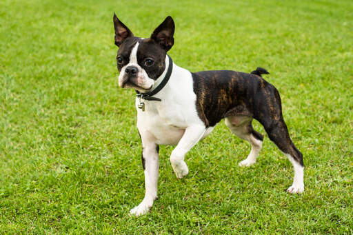 A lovely, little male boston terrier, ready to play