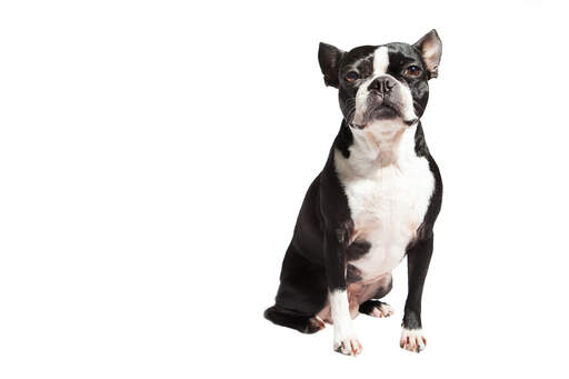 A beautiful, young boston terrier sat to attention