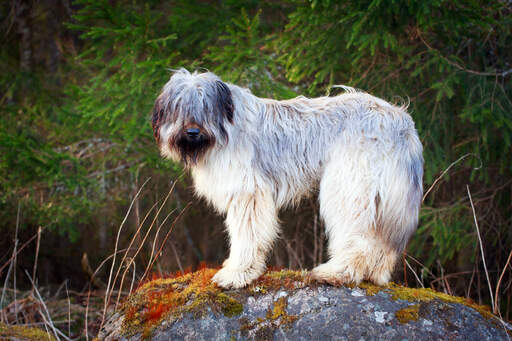 A briard standing on a rock, showing off it's wonderful long fringe