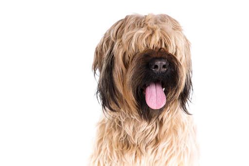 A close up of a briard's lovely scruffy fringe