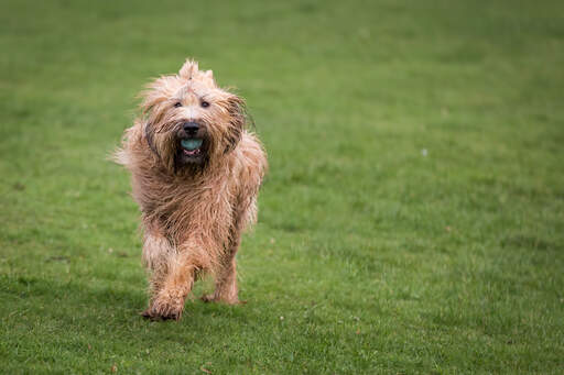 A healthy briard playing with a ball outside