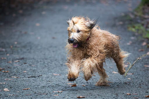 An adult briard running at full pace