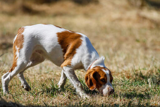 A beautiful little brittany following a scent