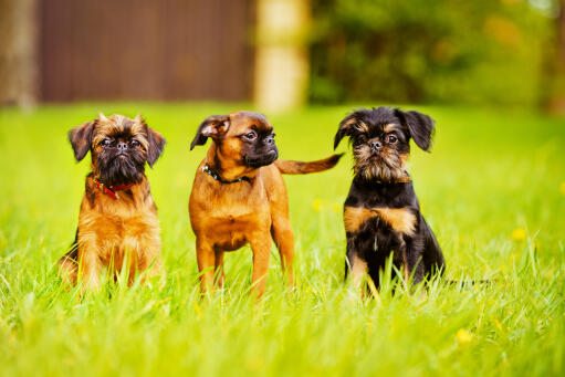 Two wonderful little brussels griffons sitting patiently with a friend in the middle