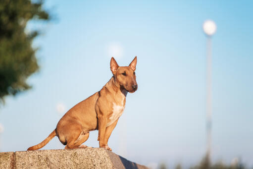 A beautiful, brown bull terrier, showing off its short, thick coat and pointed ears