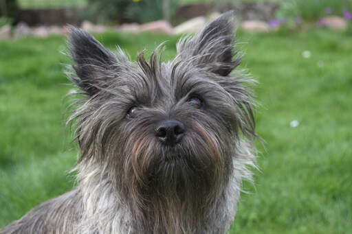 A close up of a cairn terrier's wonderful sharp ears and long, wiry coat