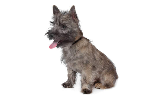 A young cairn terrier puppy with a short and thick coat