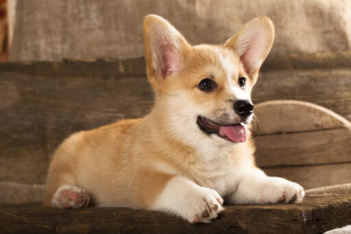 A beautiful, little cardigan welsh corgi puppy with a soft, thick coat