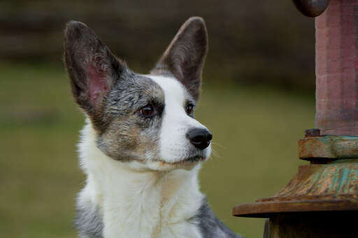 A close up of a cardigan welsh corgi's beautiful, big ears