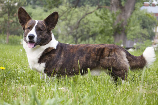 A healthy, brown and white cardigan welsh corgi standing tall in the grass