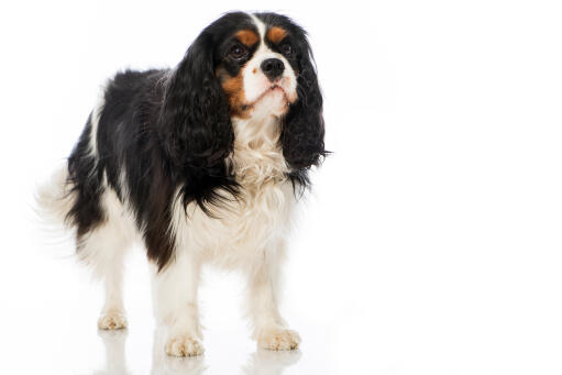 A mature adult cavalier king charles spaniel with a lovely, long coat