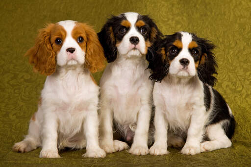 Three little cavalier king charles spaniel's sitting patiently