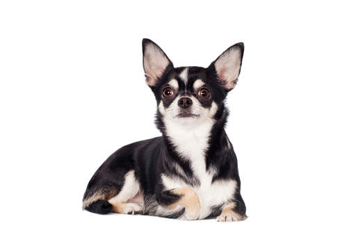 A dark coated chihuahua with a short, thick coat