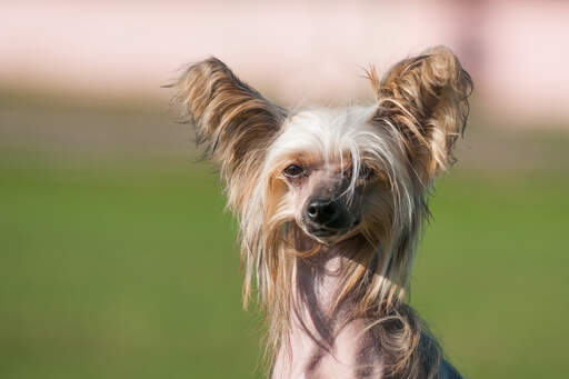 A close up of a chinese crested's beautiful long nose and ears