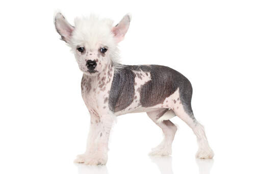 A young chinese crested puppy standing strong