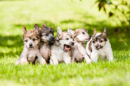 Five wonderful chinese crested's sitting closely together