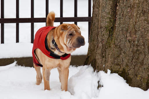 A chinese shar pei with a beautiful, wrinkly face and bushy tail