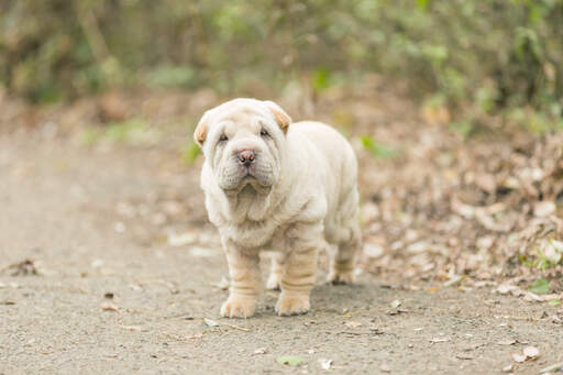 A beautiful, little chinese shar pei puppy with a wrinkly coat