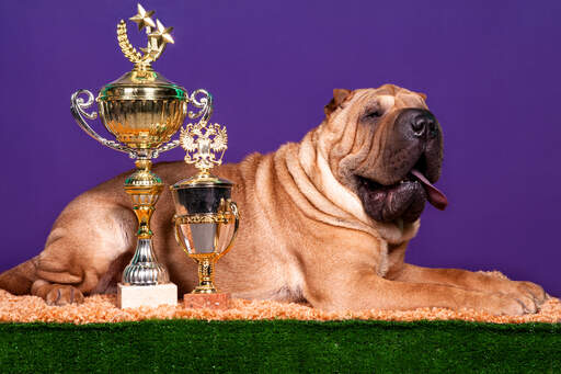 why are shar pei dogs so wrinkly