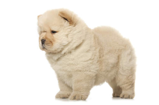 A beautiful little chow chow puppy with a thick light brown coat