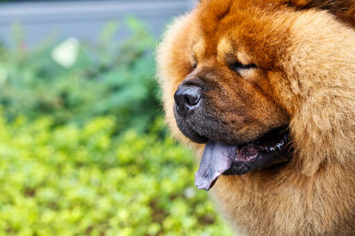 A close up of a chow chow's wonderful, thick, fox