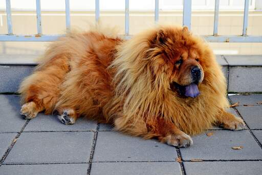 A wonderful adult chow chow resting on the pavement