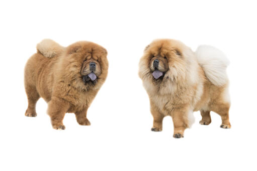 Two lovely thick coated chow chows with big bushy tails