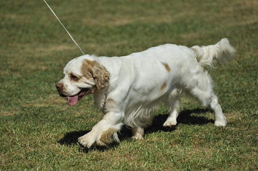 A beautiful, young clumber spaniel pup with a lovely soft coat