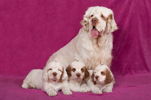 A mother clumber spaniel with her three beautiful puppies