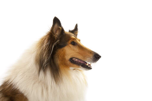 A close up of a collie's lovely, long nose and pointed ears