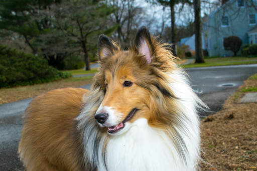 A close up of a collie's lovely sharp ears and beautifully soft coat