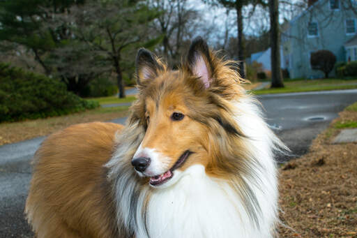 Long store haired collie