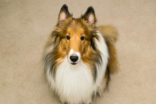 Long haired sale collie dog
