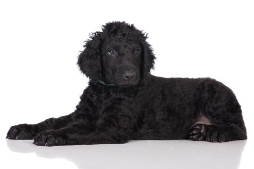 Black outlet curly retriever